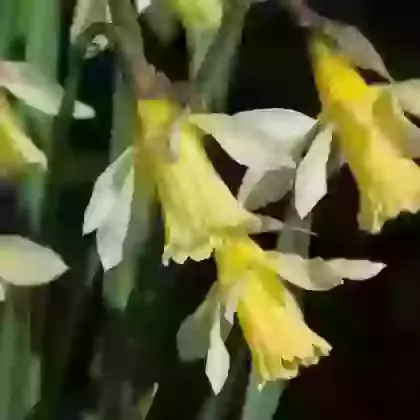 Pseudonarcissus